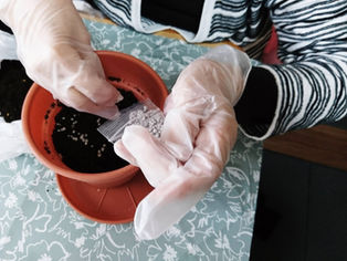 冬の園芸療法2020年度クロッカス編 ⑥