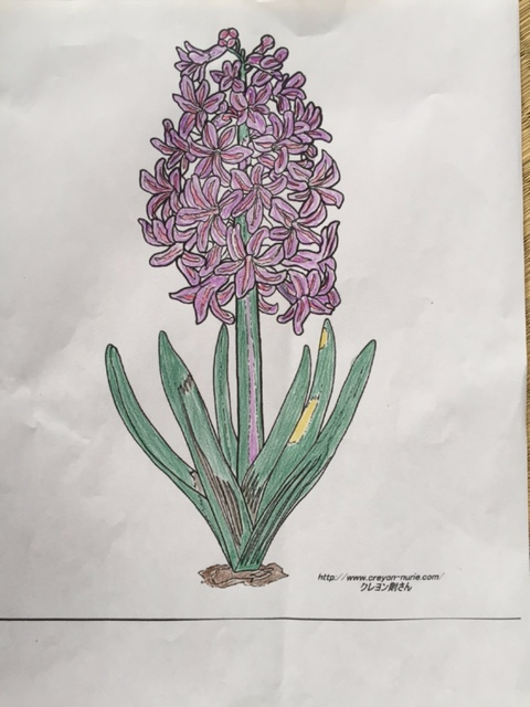 冬の園芸療法2016 咲いた花をモデルに塗り絵をしました。