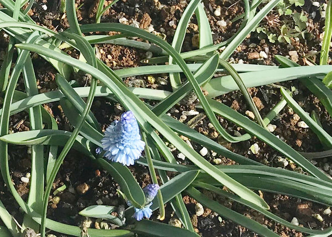冬の園芸療法2019年度 ⑲