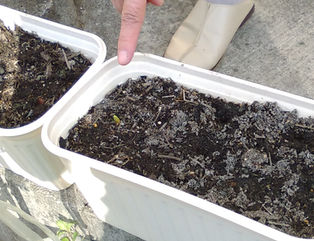 冬の園芸療法2018年度 芽が出ました⑩