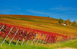 Retraite détente pour seniors dans le Jura avec promenade dans les vignobles d’Arbois, déjeuner vigneron et dégustation de vins jurassiens.