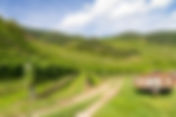 Vin Naturel Jura