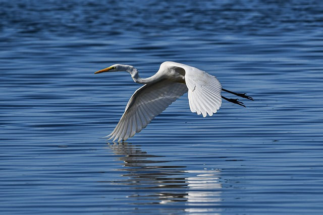 Une journée parfaite à Orgelet le long du lac de Vouglans. La silhouette d'un promeneur contemplatif se découpe sur un fond de ciel aux couleurs de l'aube. Les oiseaux migrateurs survolent les eaux calmes du lac, créant une scène paisible et majestueuse. Une expérience unique d'harmonie avec la nature. 🦢 #OrgeletNature