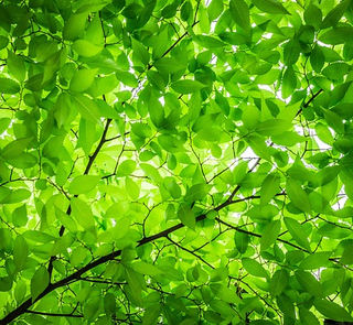 Découverte de Lons-le-Saunier côté durable, visites éco-responsables et actions citoyennes pour la nature