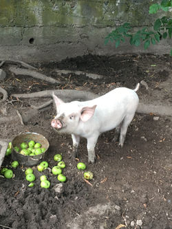 Le cochon