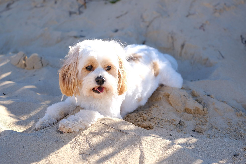 Full List of Dog-Friendly Beaches on the Central Coast