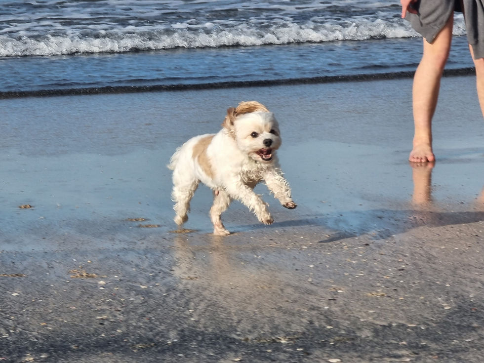 Patonga beach on central coast dog walking