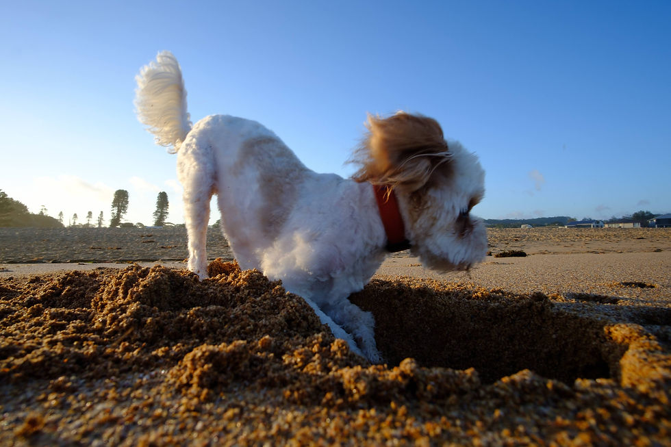 can you walk at Terrigal Beach