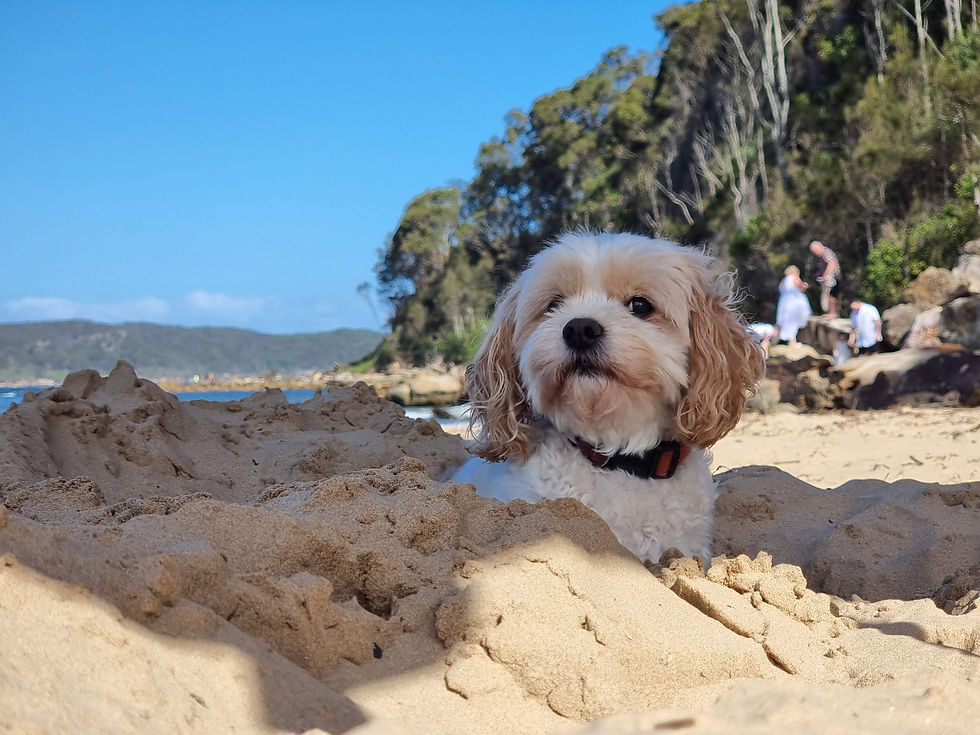 Umina Beach for dog walking