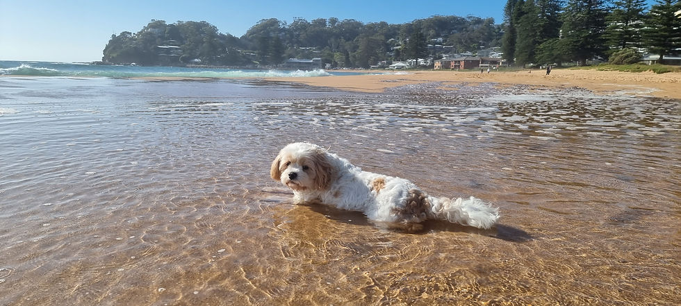 Avoca Beach one of the best for dog walking