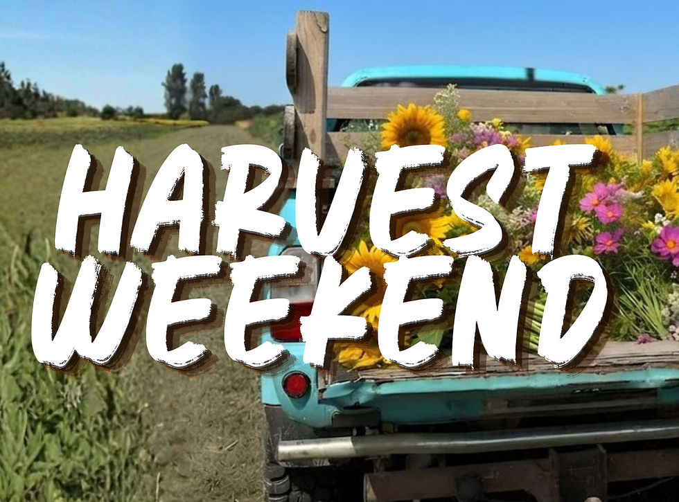 HARVEST WEEKEND SUNDAY