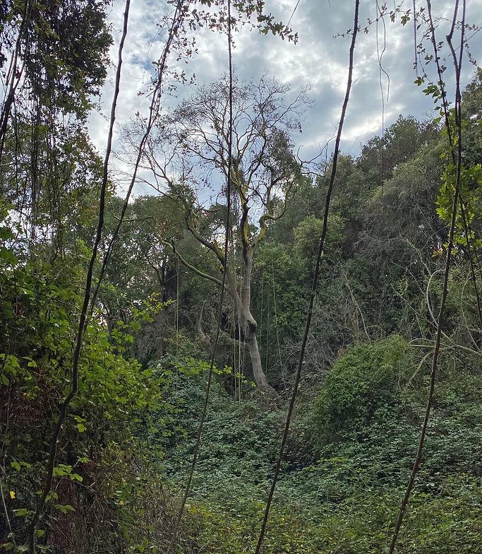 fondobosque.webp
