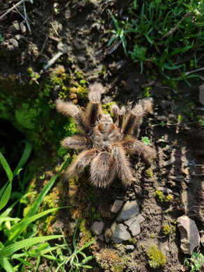 Araña Pollito o Tarántula Rosa (Grammostola rosea)