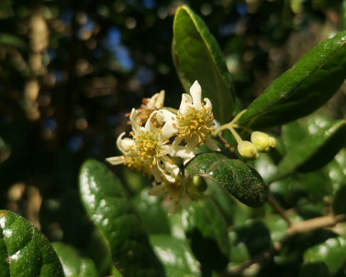 Boldo (Peumus boldus)