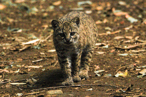 Gato güiña (Leopardus guiña)