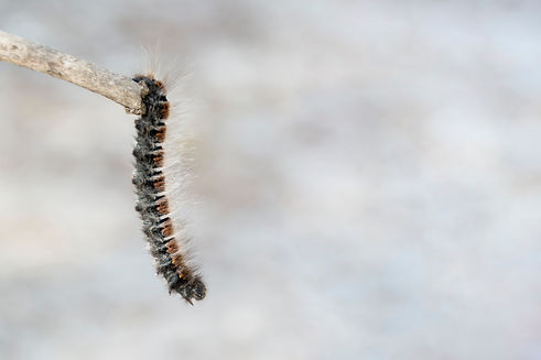caterpillar_edited.jpg