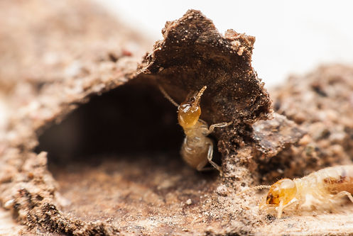 termite disinfestazione