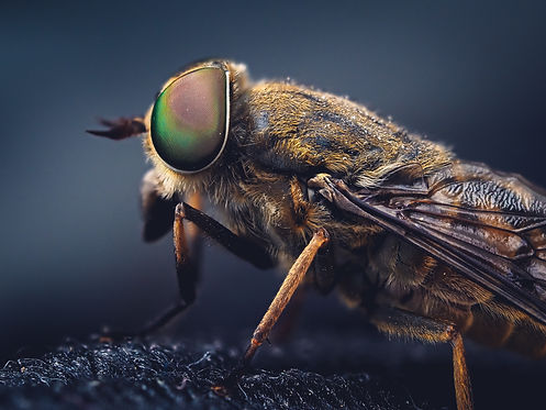 mosca.jpg