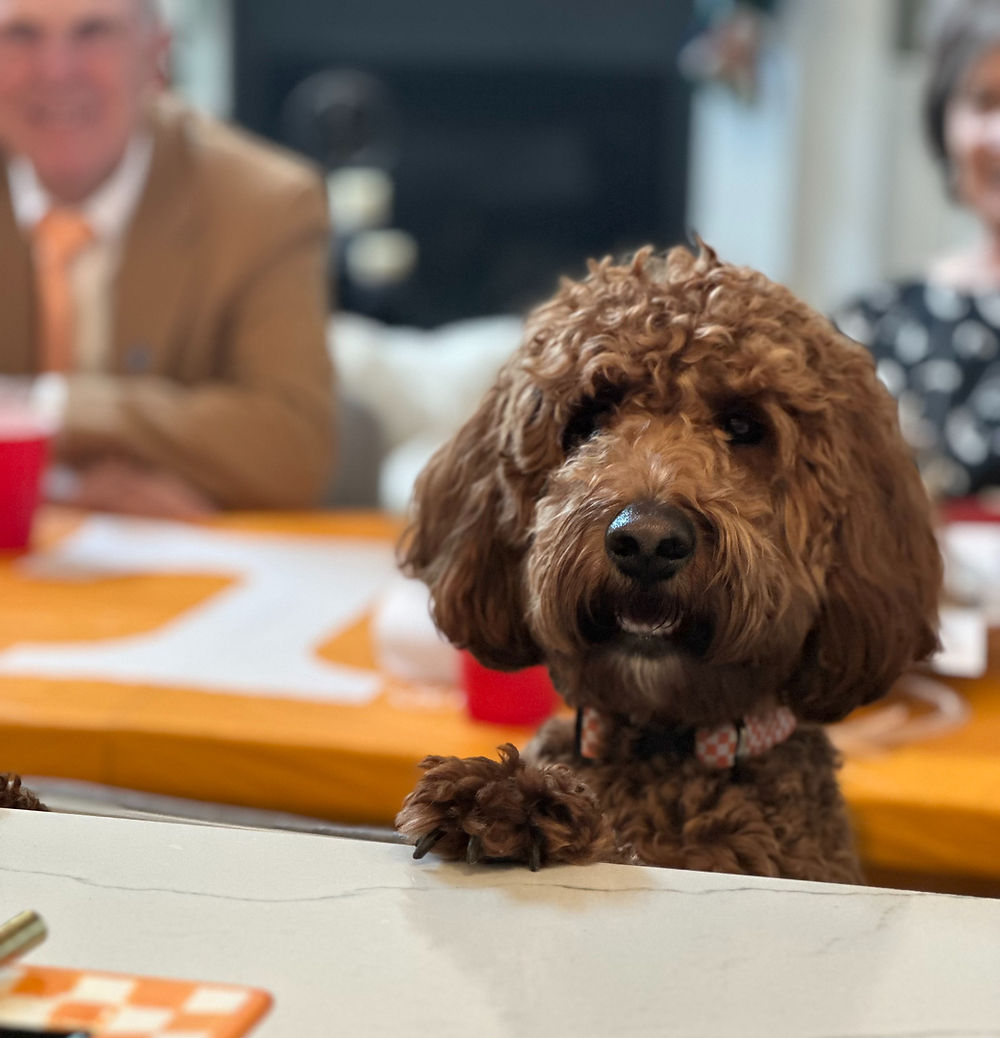 Brent Jones' dog Knox