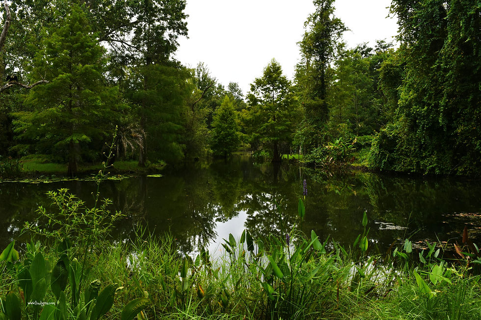 DSC_2075_picmonkeyed
