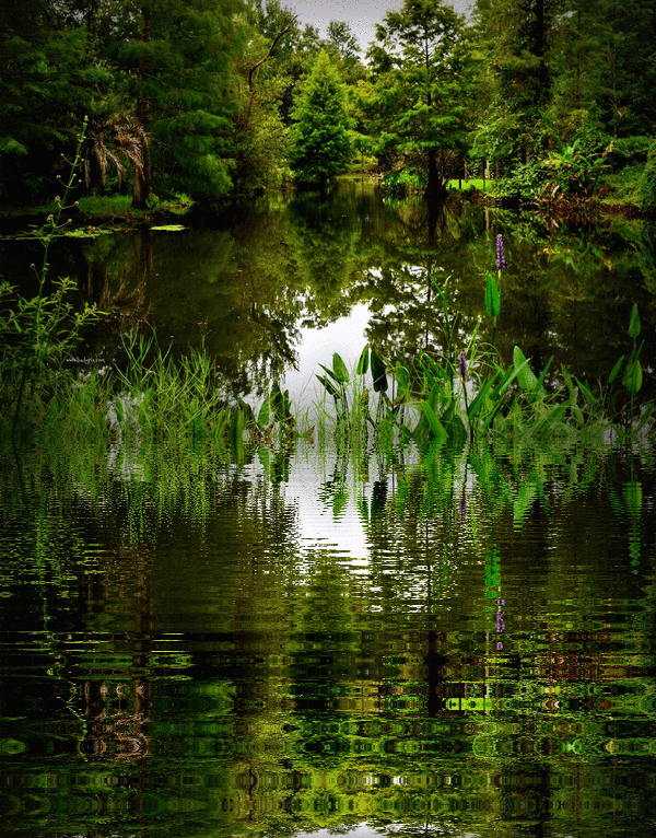 Demetree Park