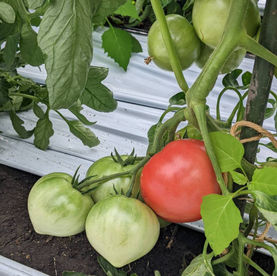 成田 周平さんの有機トマト栽培講座(とまスク)