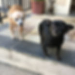 Amber and Ally.jpeg