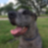 Juno.jpeg