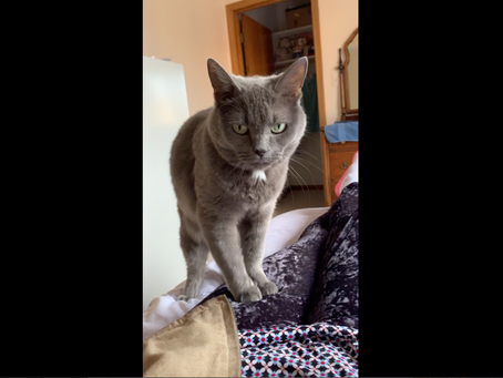 5 Reasons Felines Feel the Need to Knead