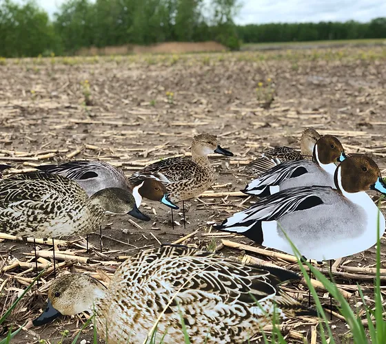 Dive Bomb Industries Duck Decoys Pintails