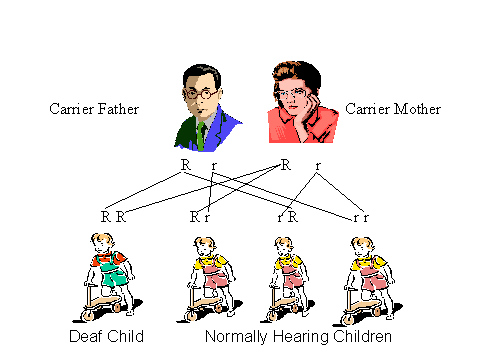 Born deaf, genetic deafness