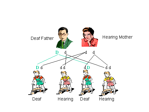 Born deaf, genetic deafness