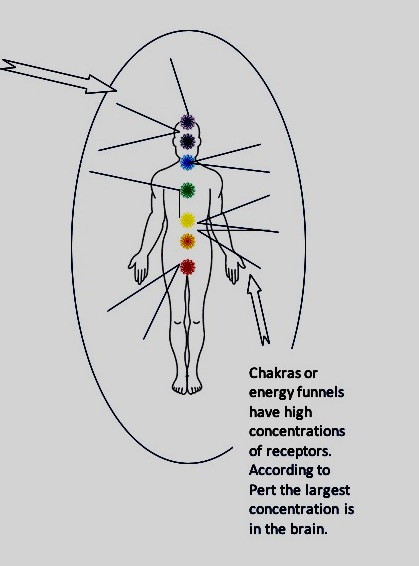This image has an empty alt attribute; its file name is chakras-image.jpeg