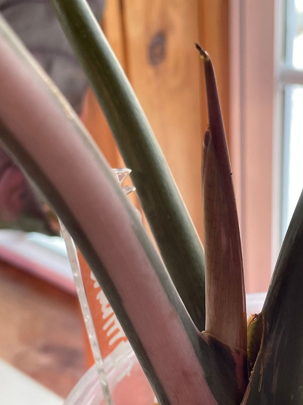 Thumbnail: Alocasia Pink Chantrieri - Mother Plant