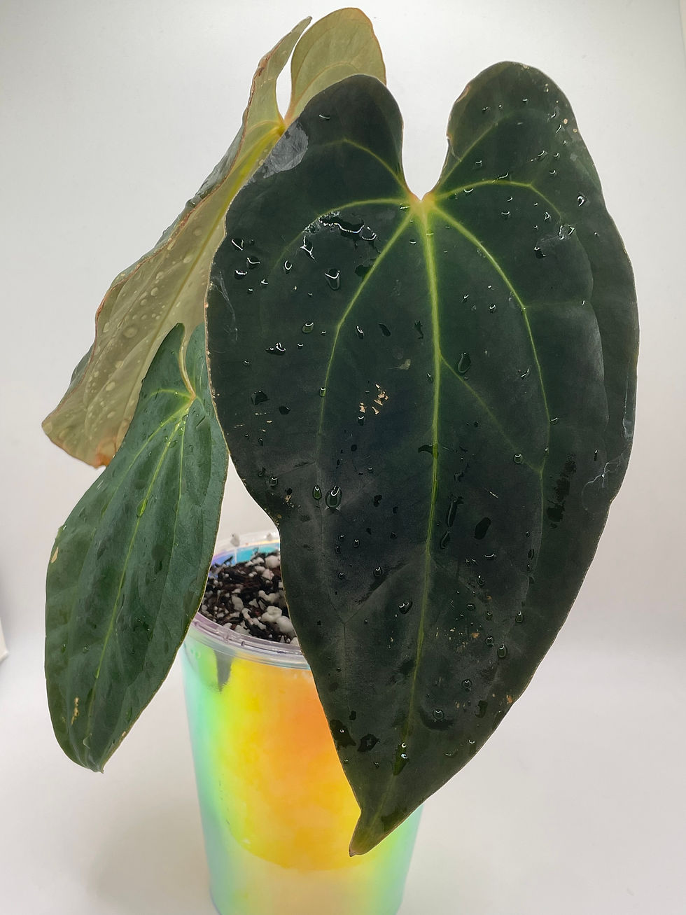 Thumbnail: Anthurium Besseae aff. x bench hybrid