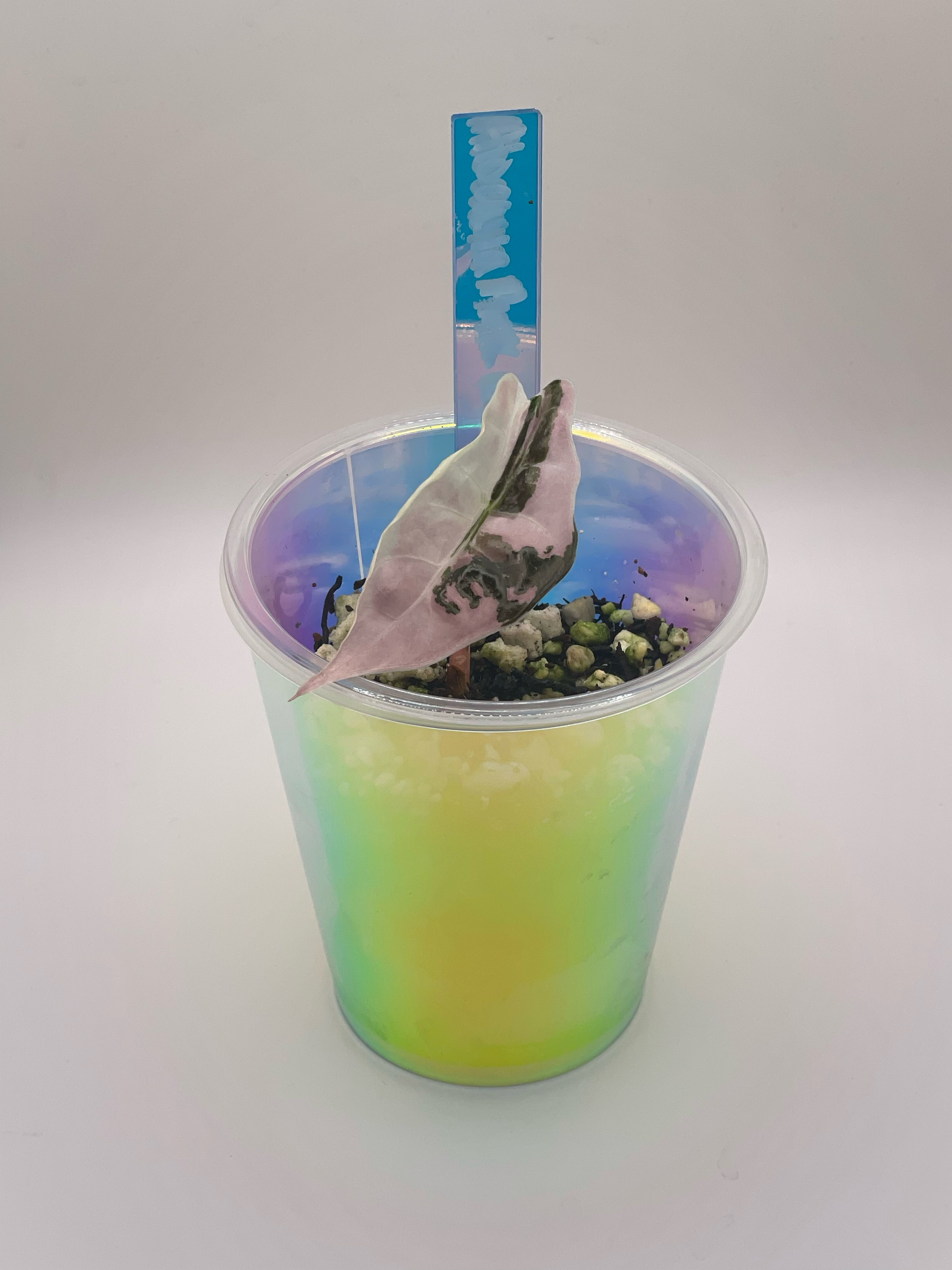 Alocasia Pink Chantrieri