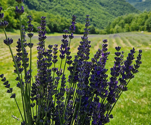 lavanda_ fontanini_bobbio_piacenza