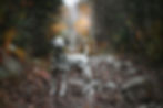 image00005.jpeg