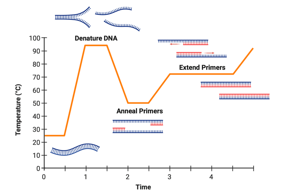 D-PCR-DY-23 Vorbereitung