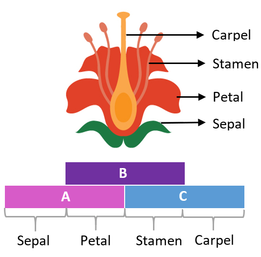 How Flowering Works With A Little Dash of Biochemistry