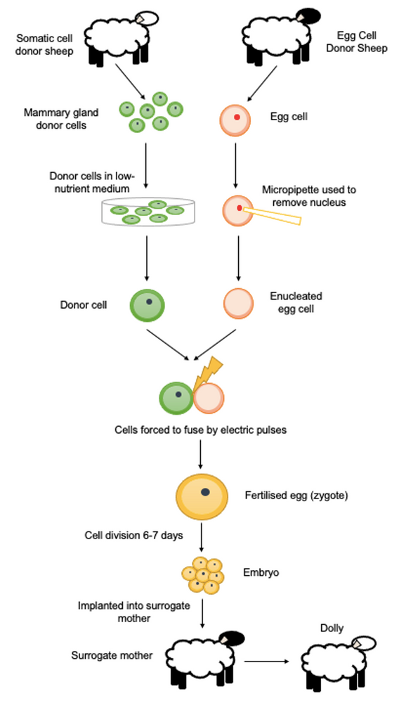How Was Dolly the Sheep Cloned?