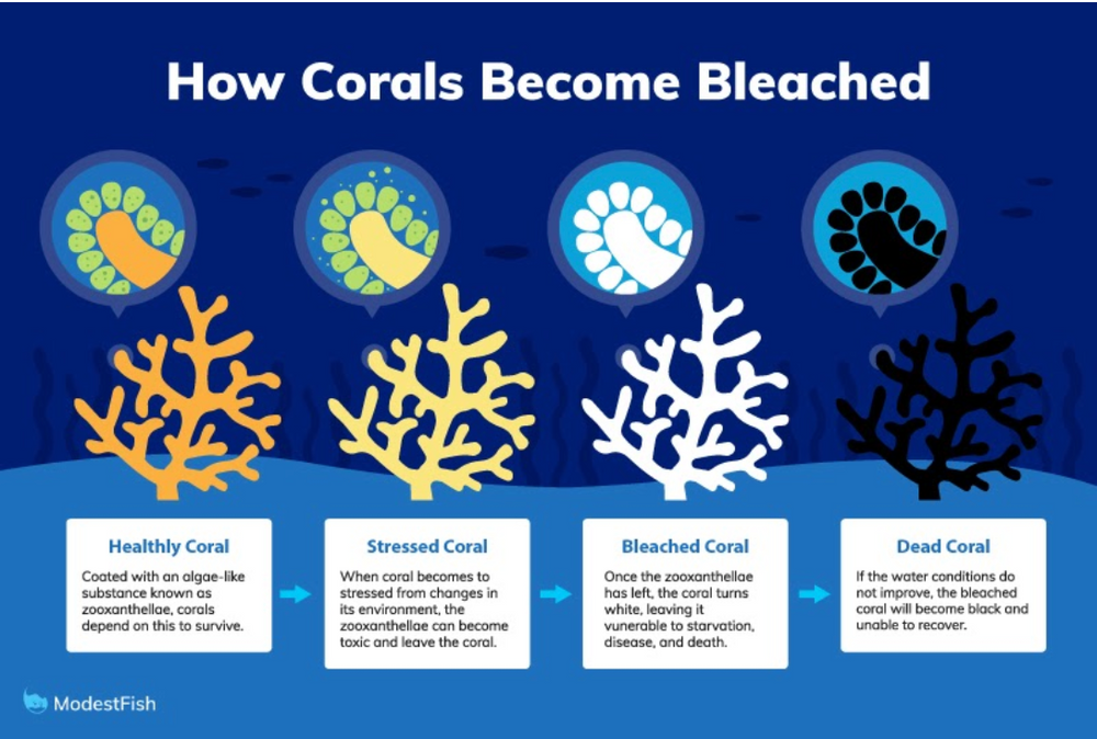 The White Reef Earth’s Fading Corals