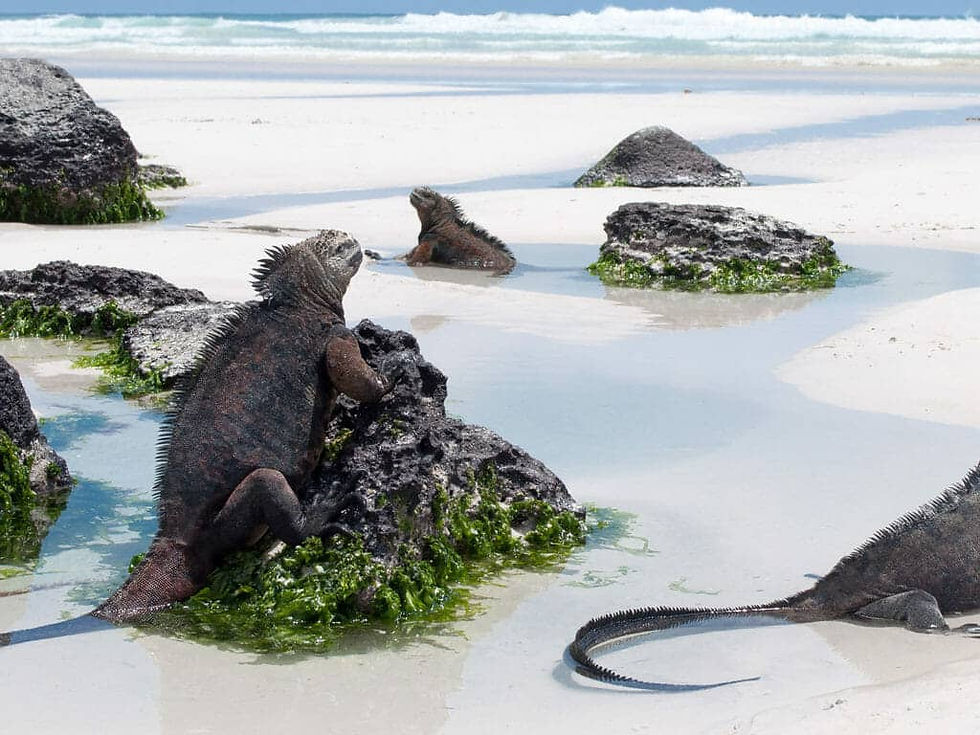 galapagos-marine-iguanas-on-beach-tortuga-1024x768.jpg
