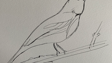 Grey Shrike-Thrush... another cool bird in the High Country along the Mitta
