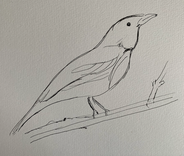 Grey Shrike-Thrush High Country