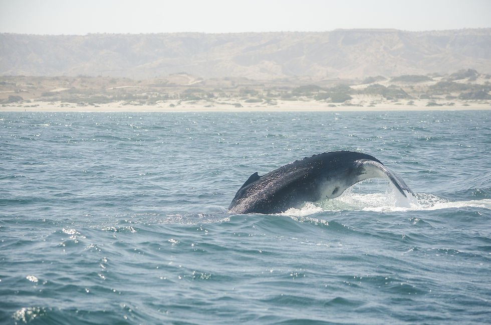 BALLENA JOROBADA