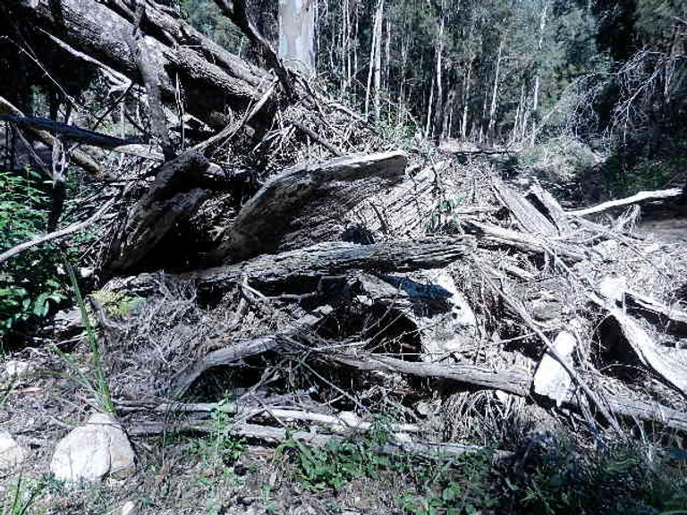 Dutremble Tree Out And About (Tall Tales but Very True)