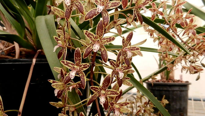 ANOS Sydney Native Cymbidium Celebration