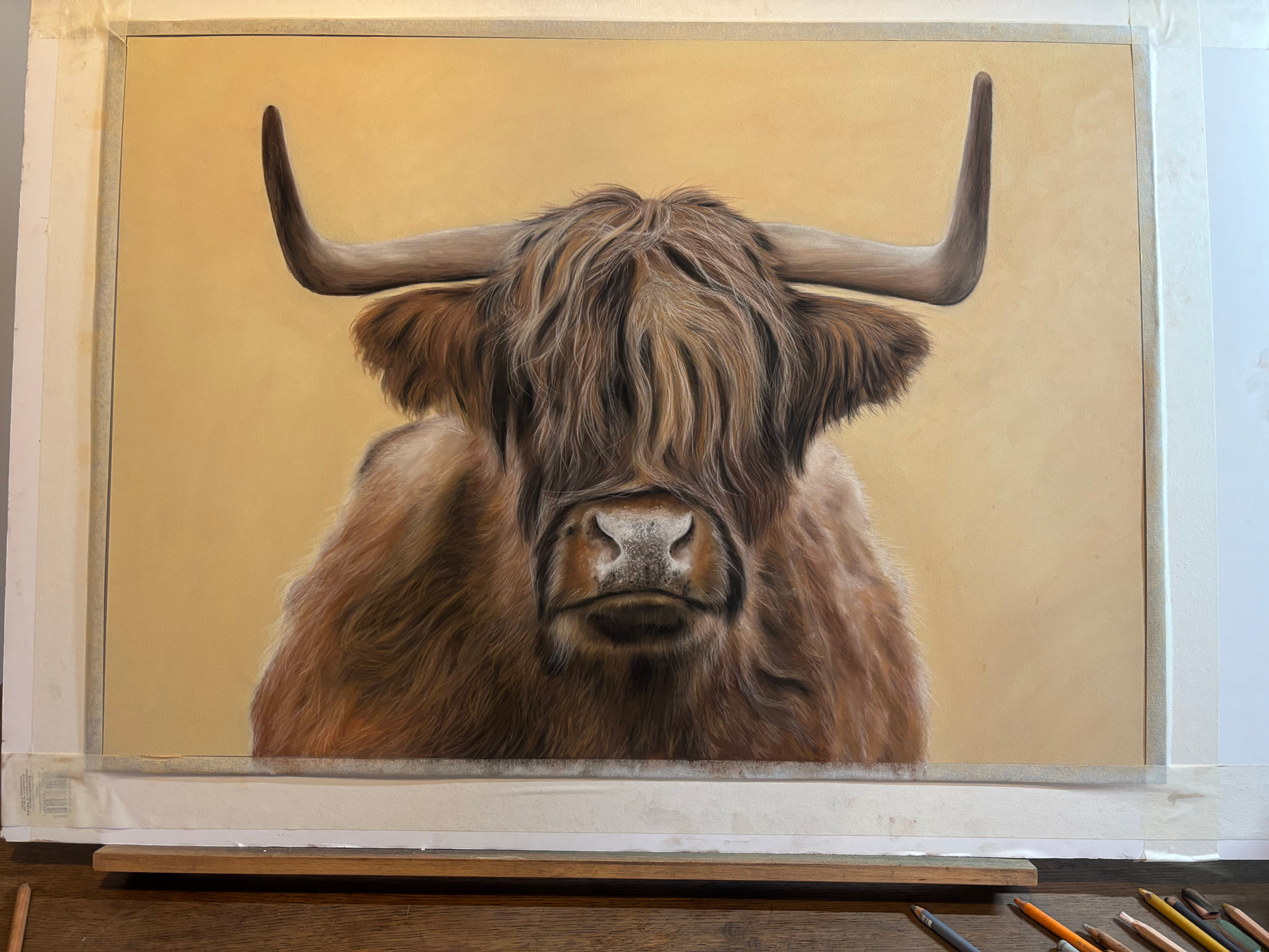 'Hector' Highland Cow
