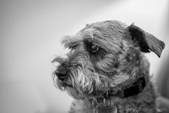 A silver Schnauzer